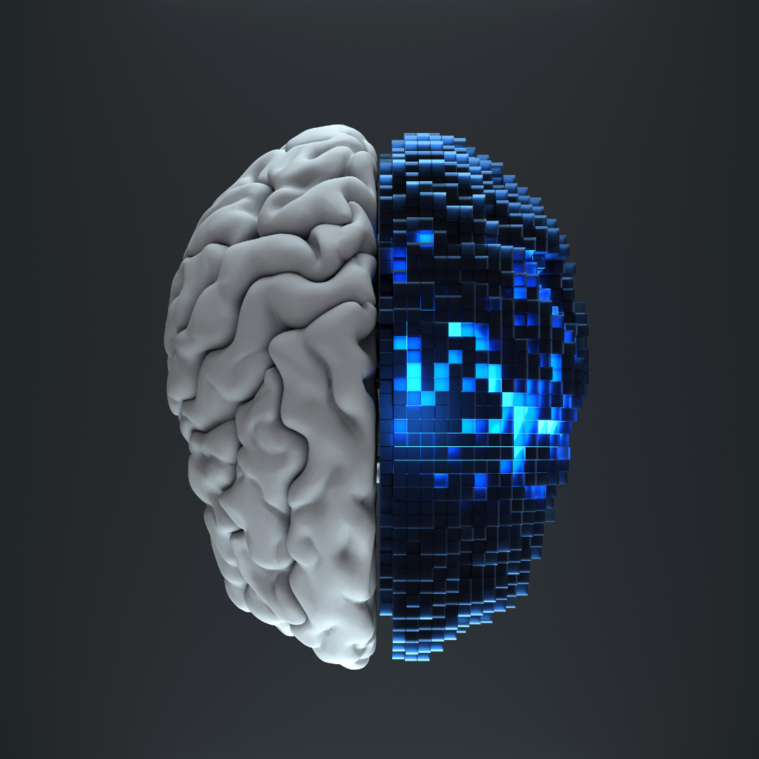 A computer generated image of a brain split in half.