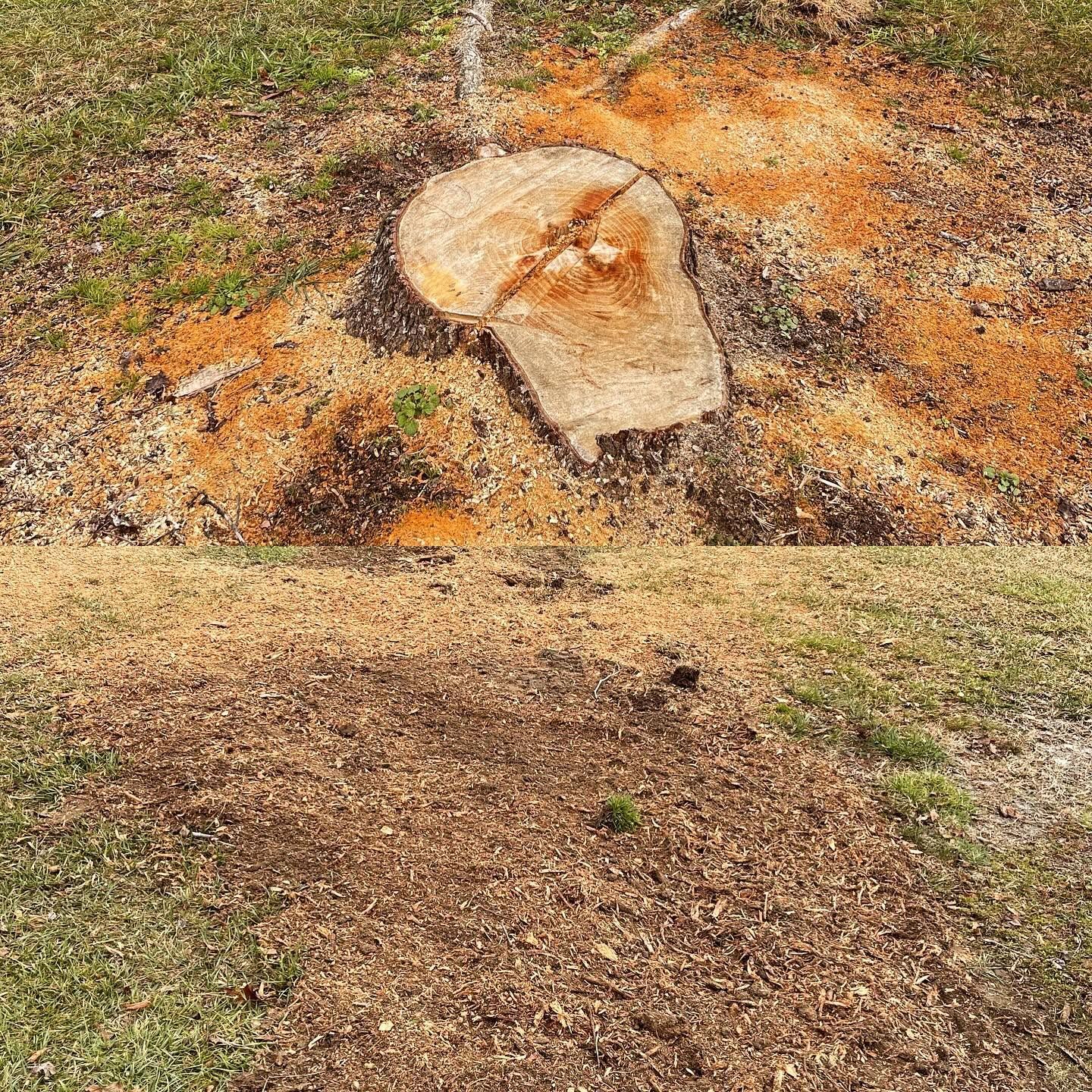 Cut tree stump surrounded by orange sawdust and wood chips on the ground.
