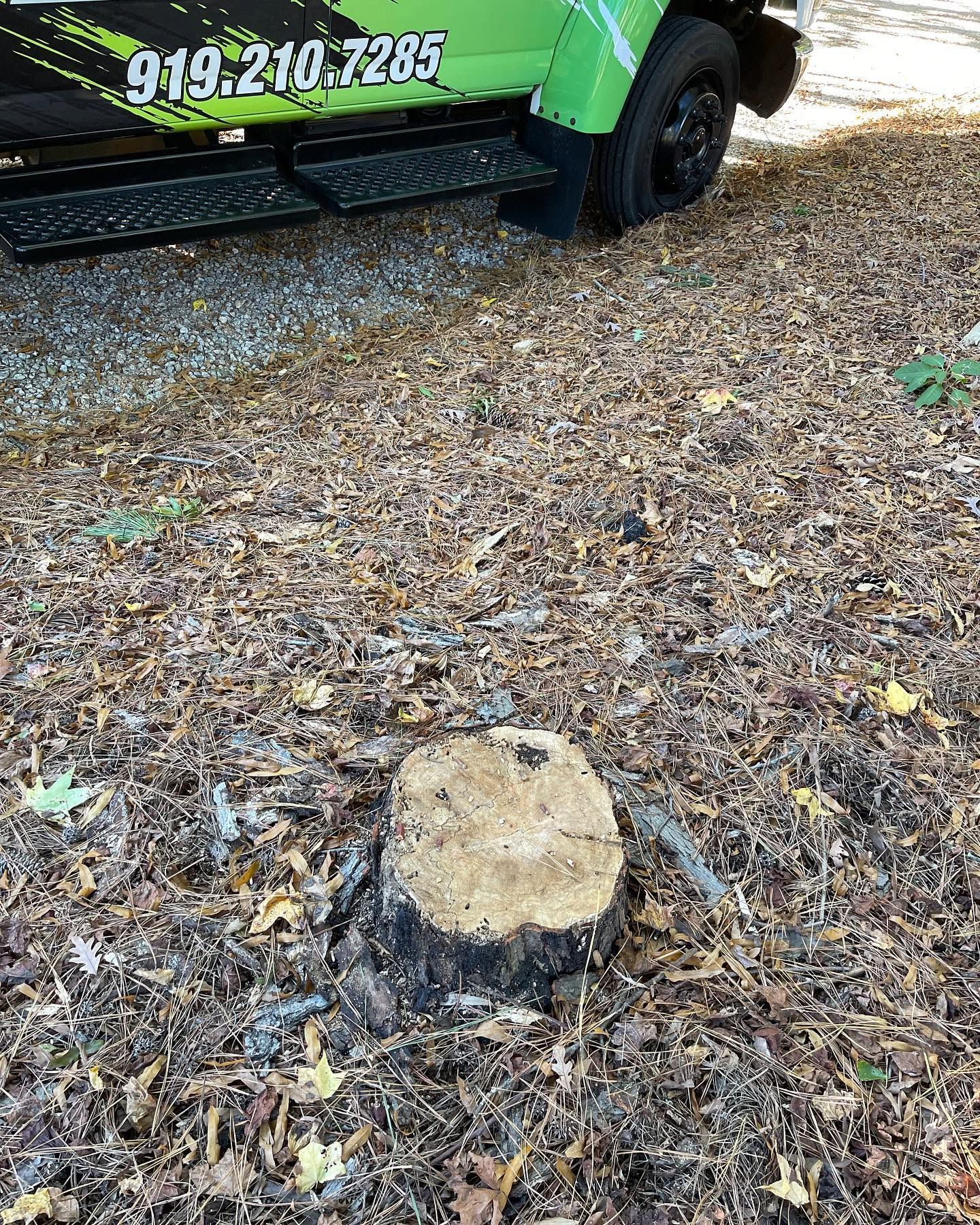 Tree stump in a leaf-covered yard beside a green vehicle tire.
