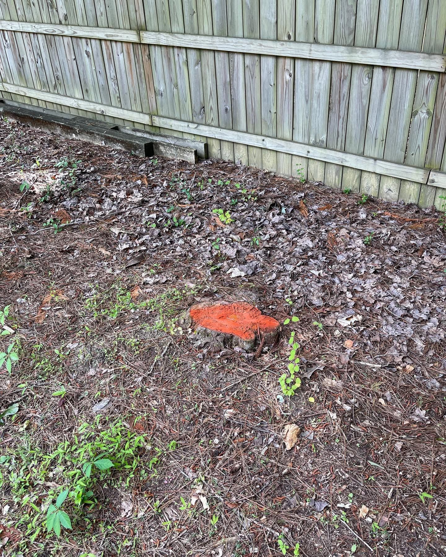 Orange marker on leaf-covered ground beside a wooden fence.