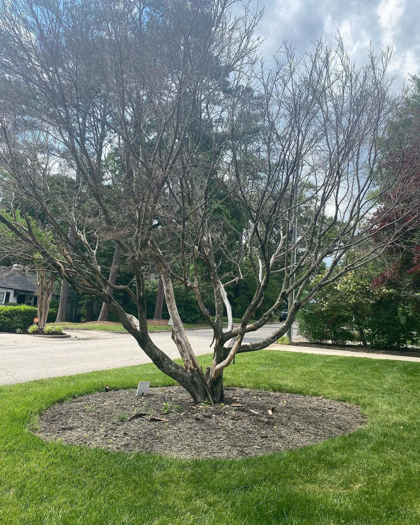 Leafless ornamental tree in a landscaped yard, surrounded by mulch with grass and a driveway nearby.