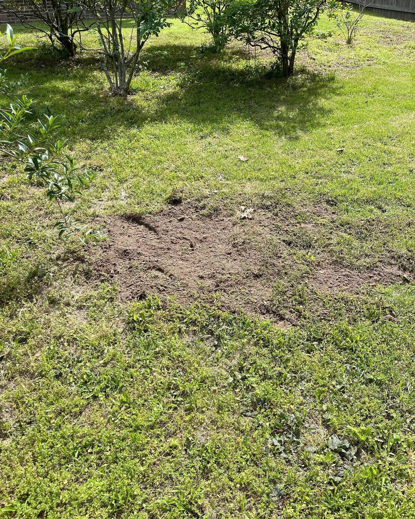 Patchy dirt spot in a grassy yard with sunlight and small shrubs nearby
