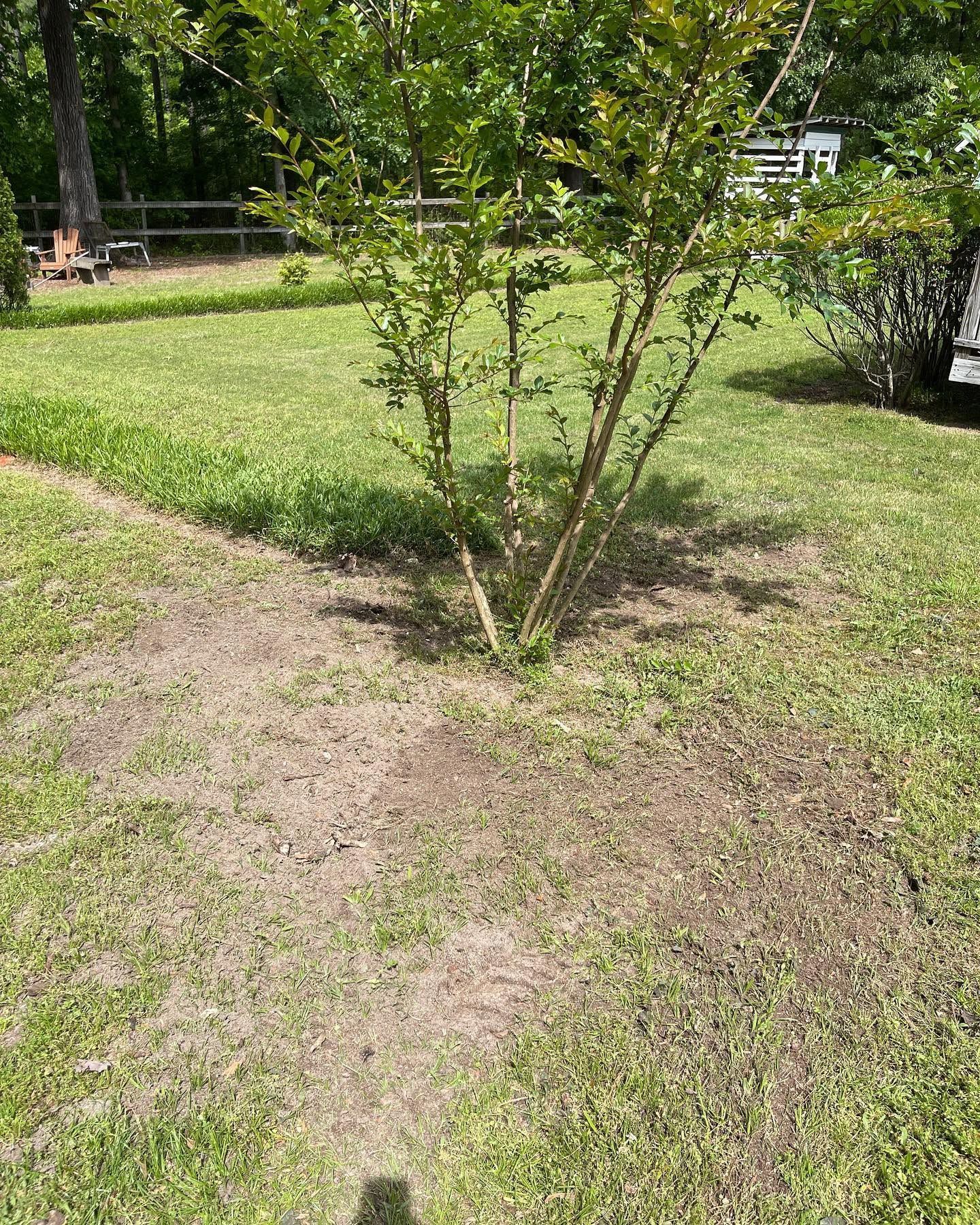Small tree in a grassy yard with patchy brown ground and a wooded background.