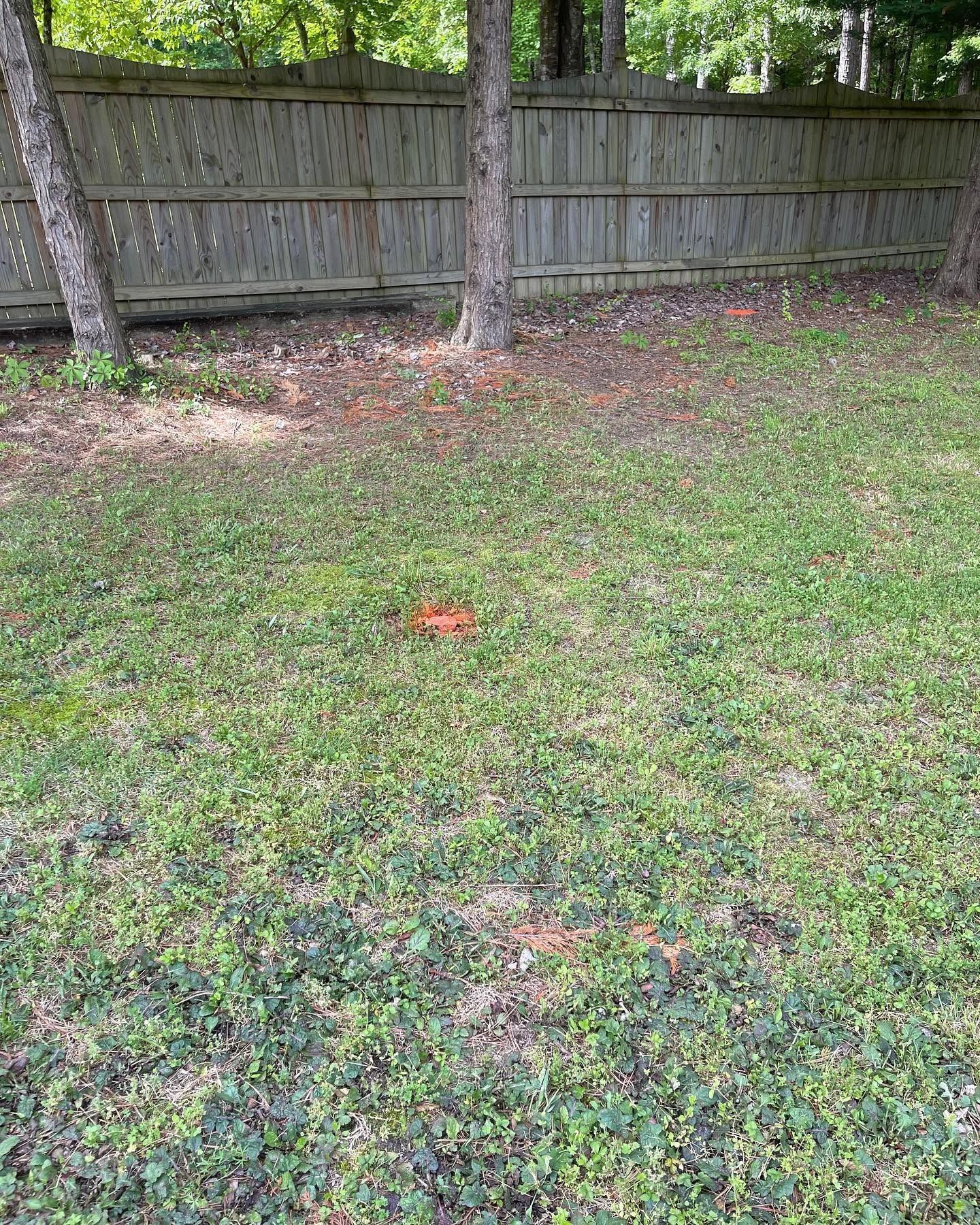 Grassy backyard with wooden fence and trees, a small red object near the center