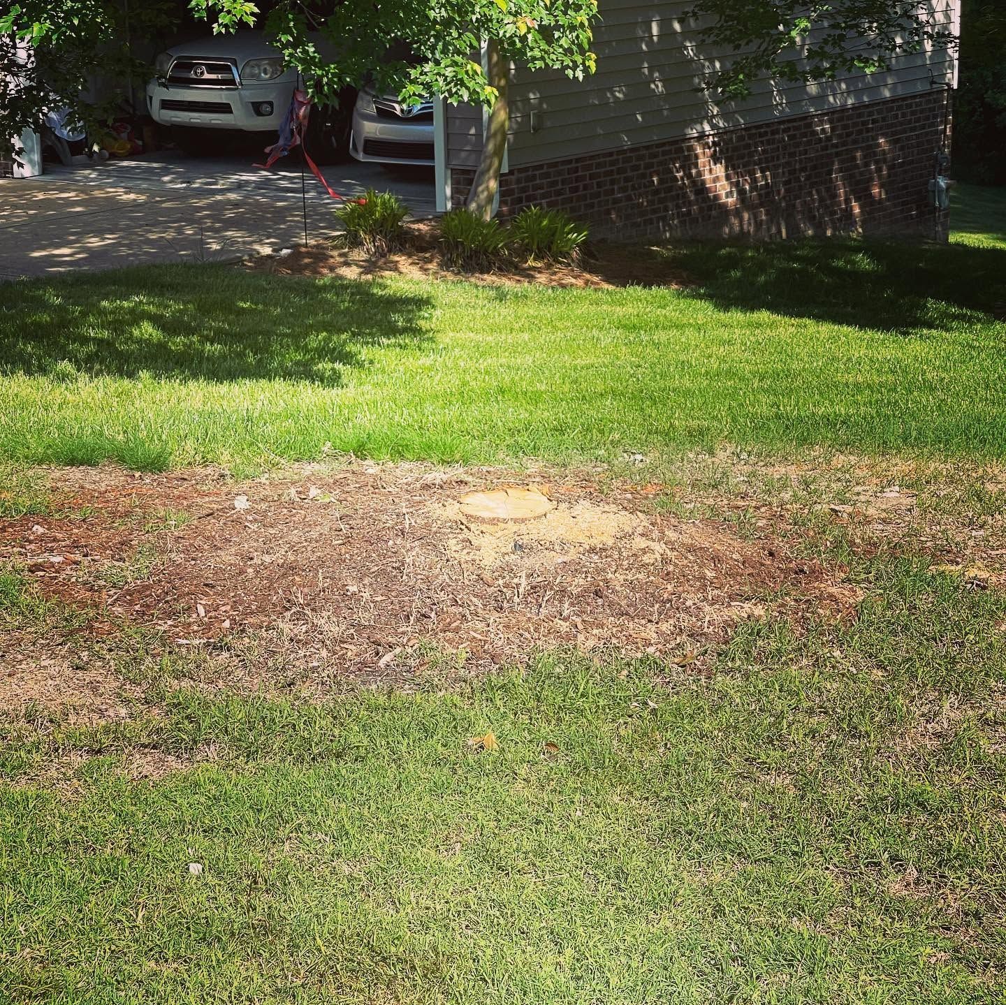 Sunlit lawn with a brown patch of dead grass near parked cars and a brick wall