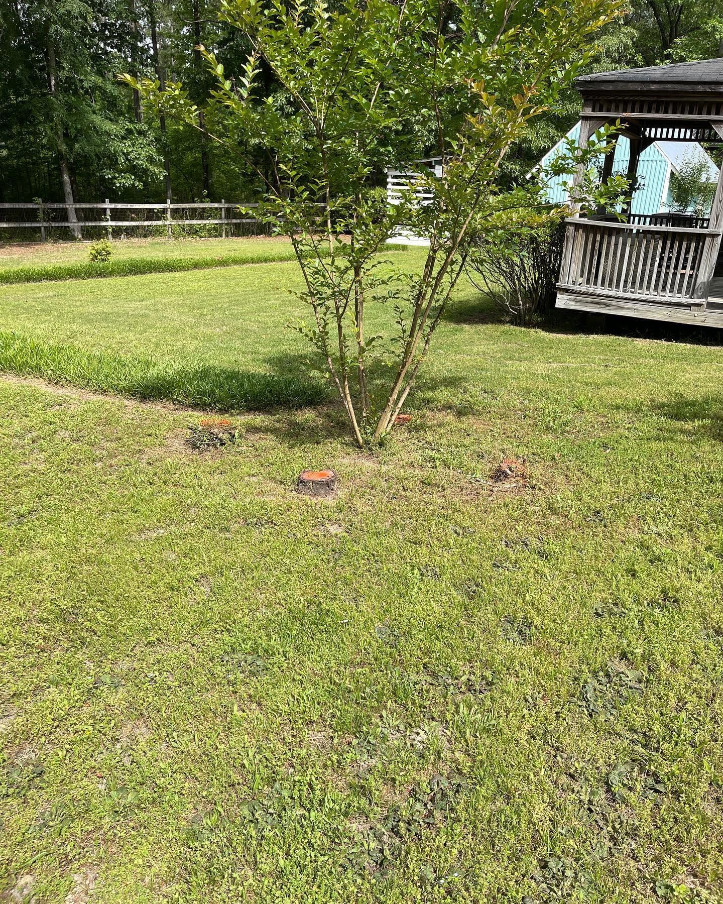 Small tree in a grassy yard beside a wooden gazebo on a sunny day