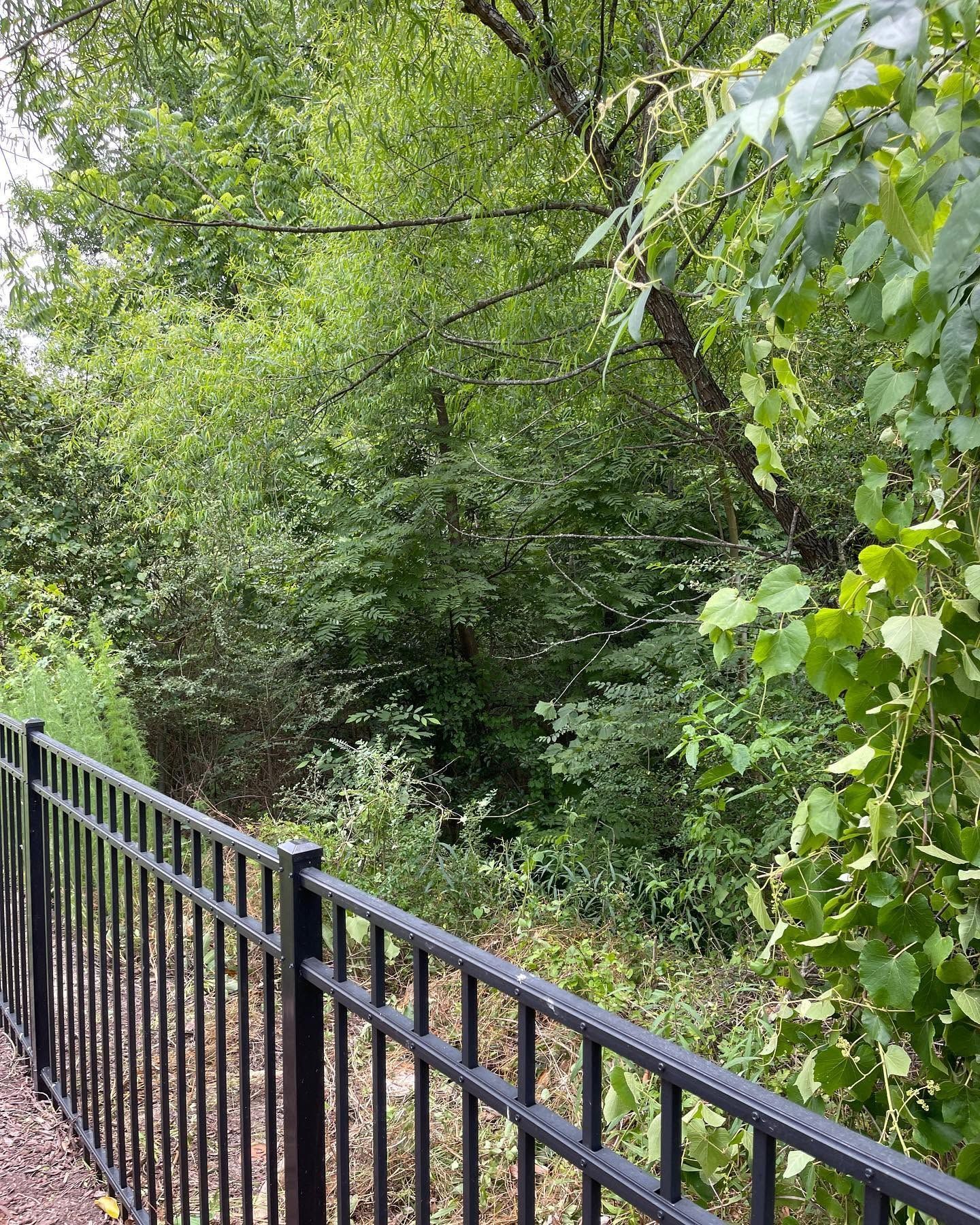 Black metal fence beside a leafy green wooded path