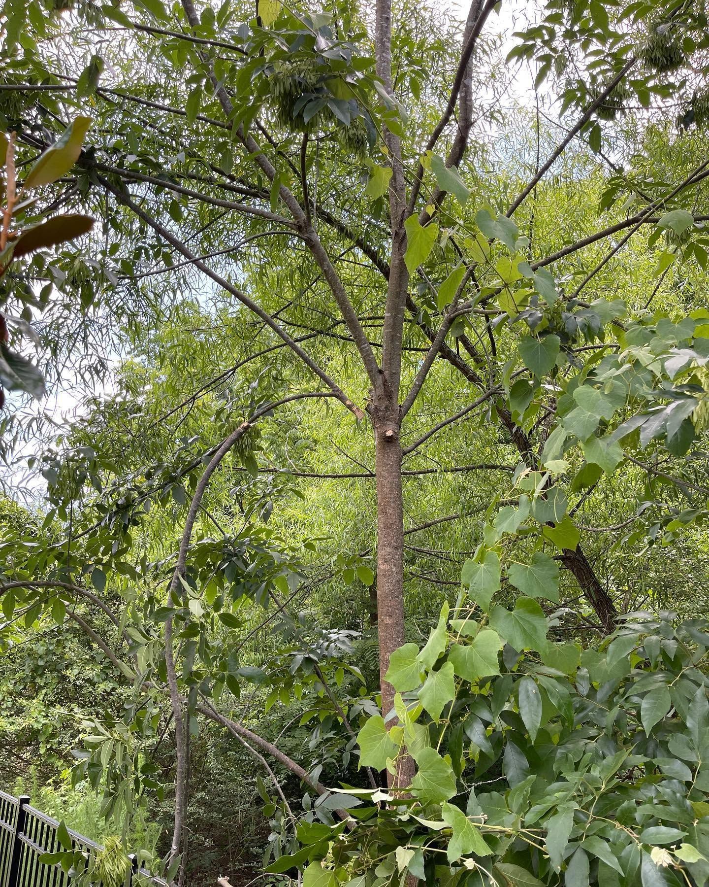 Tall tree in a lush green forest with dense foliage and other trees in the background