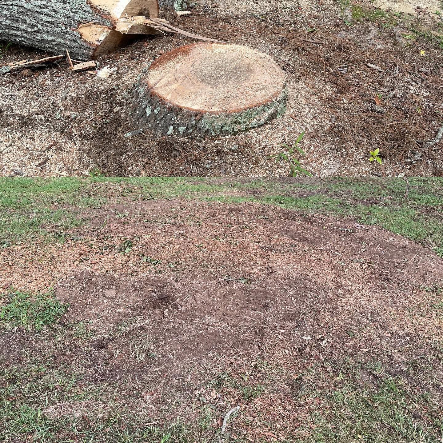 Freshly cut tree stump on a dirt hillside with sparse grass and exposed roots.