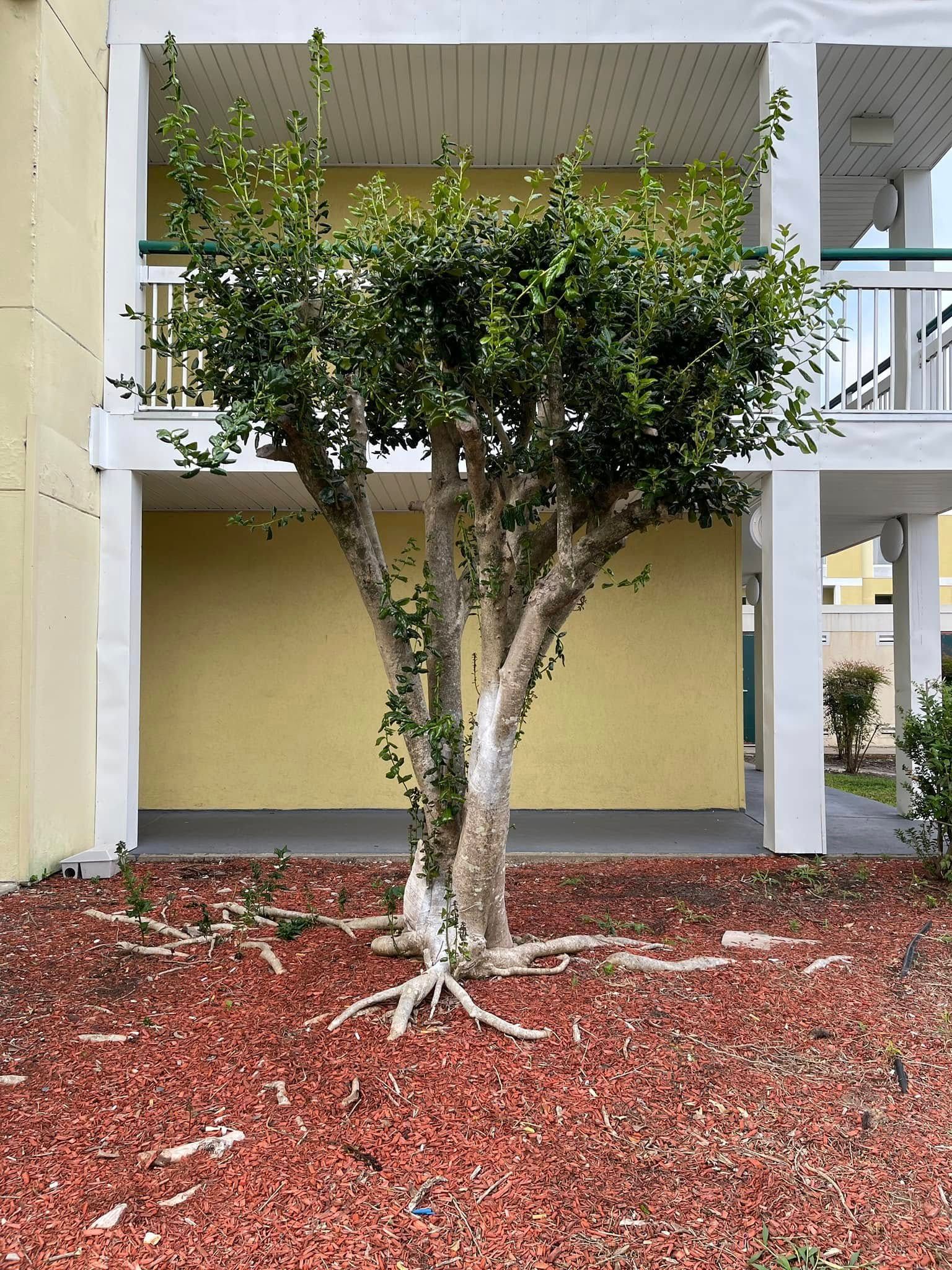 Small tree in red mulch beside a white apartment building with balconies