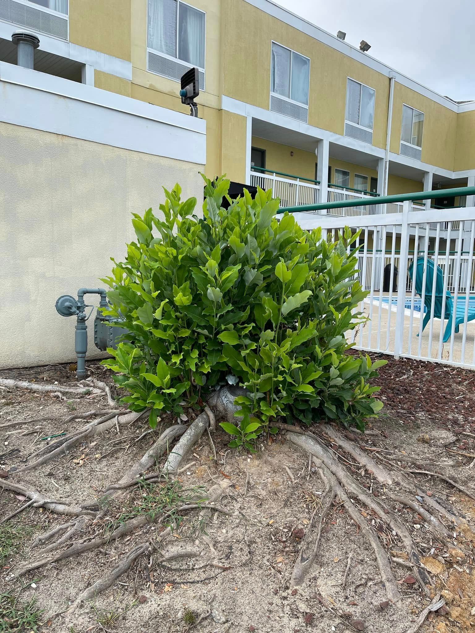Green shrub with exposed roots in a landscaped area beside a yellow apartment building and white fence.