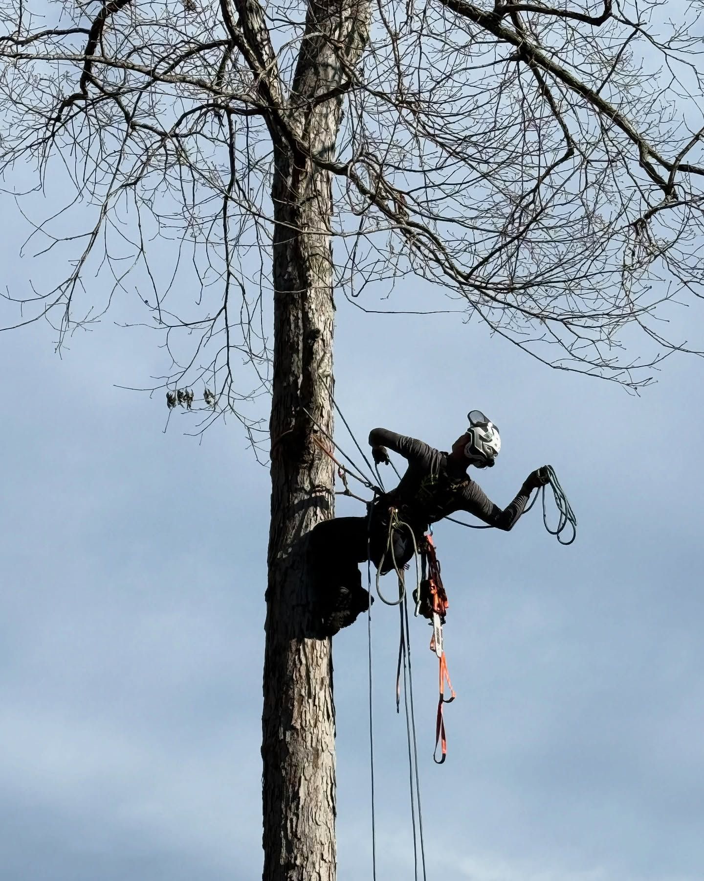 Arborist climbing a tall tree with ropes and gear against a cloudy sky