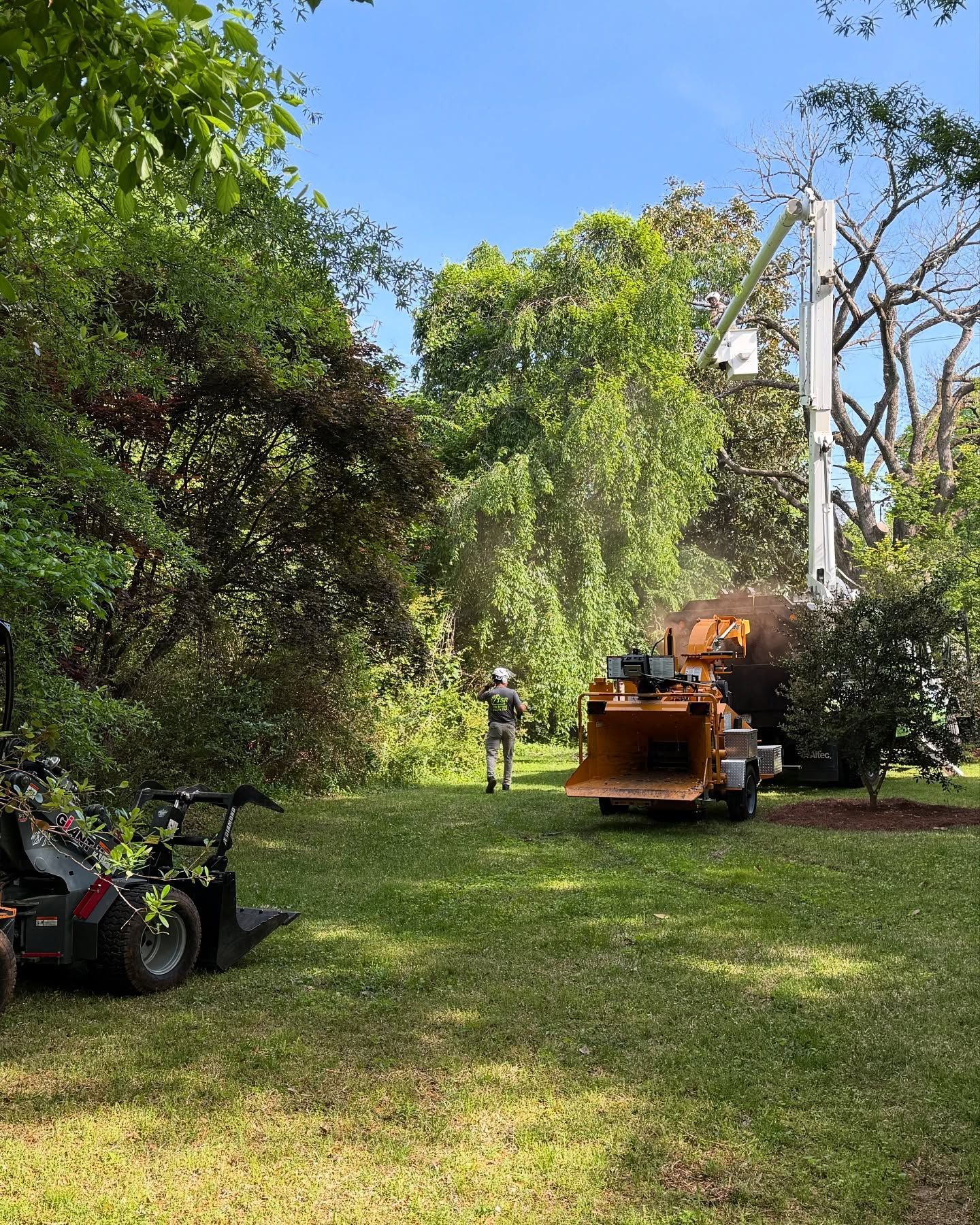 Tree trimming work in a grassy yard, with a lift truck and a worker near a large tree