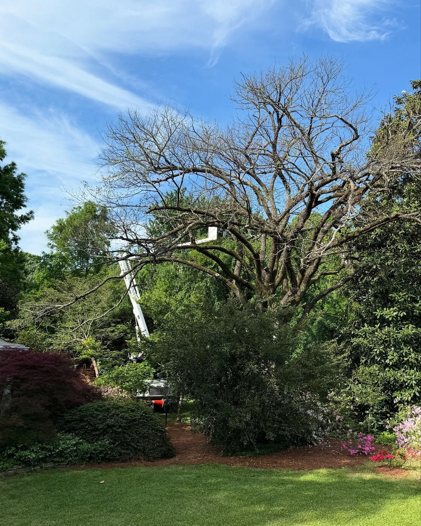 Tree and shrubs in a sunny garden under a blue sky, with a ladder near the center.