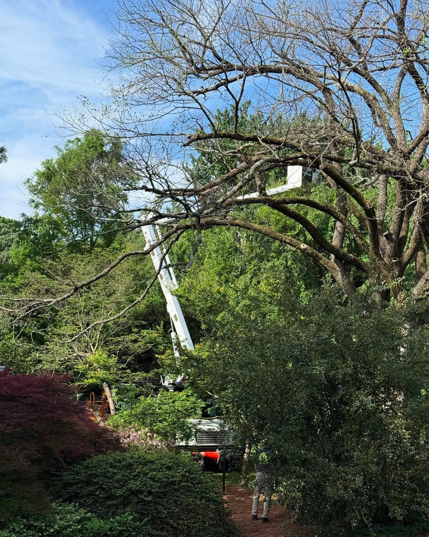 Tree service lift among leafy branches in a green yard under a blue sky