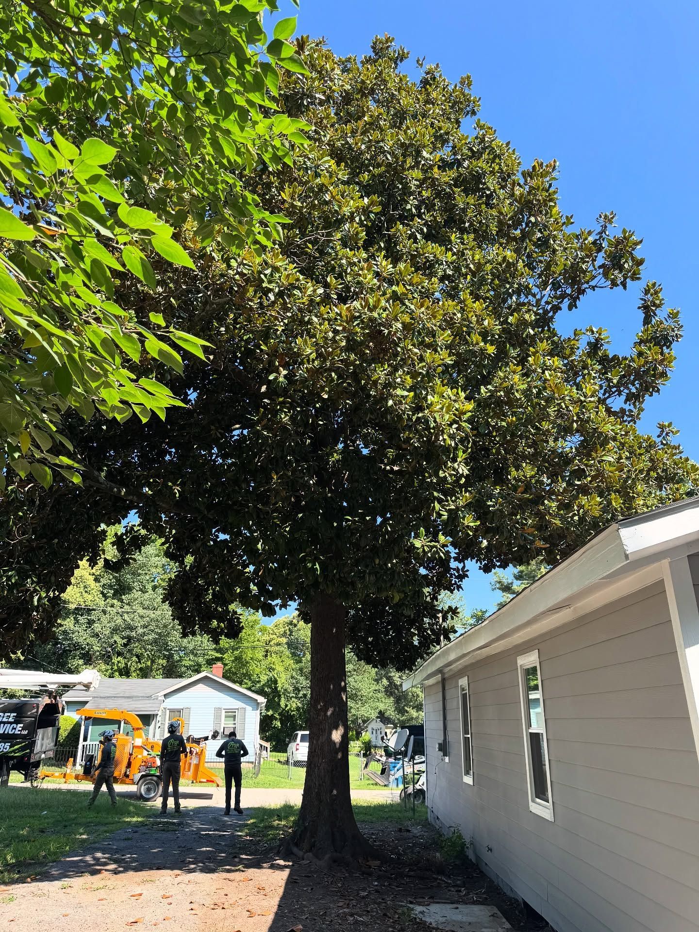 Large tree in a yard beside a beige house, with people and a truck in the background.