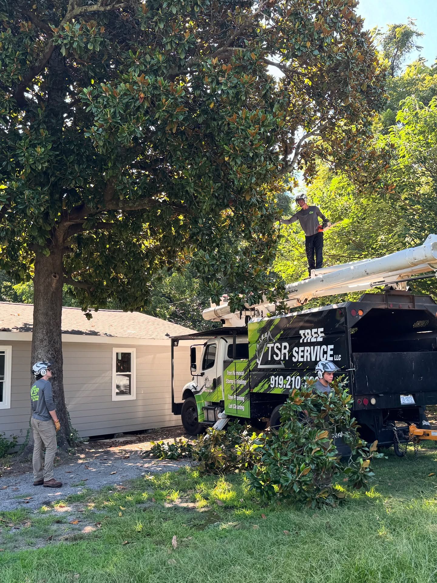 Tree service crew trimming large tree beside a house, with a worker on the roof and another on the ground.