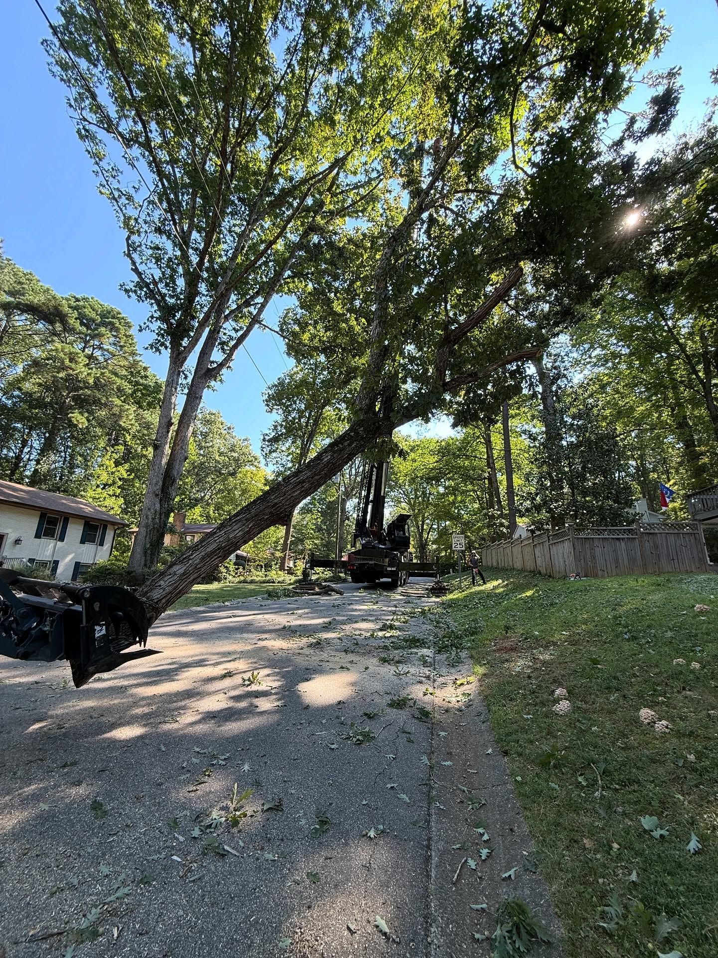Large tree leaning over a gravel path in a park, with a bench and stone wall under a sunny blue sky.