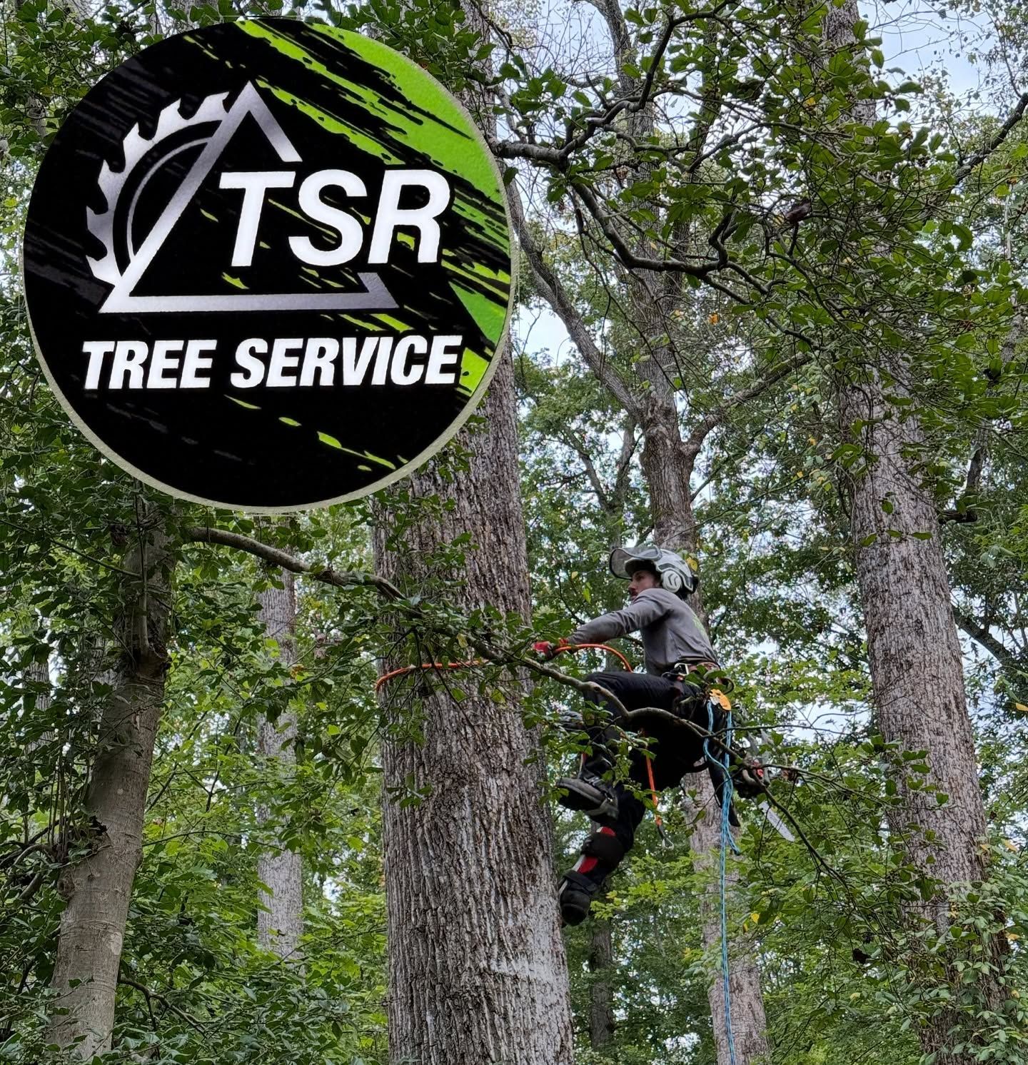 Tree service worker trimming a large tree among tall woods, with TSR Tree Service logo visible.