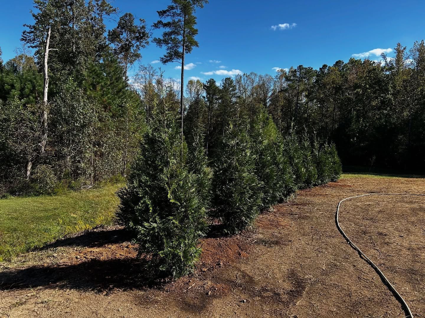Rows of small evergreen trees in a sunny outdoor nursery with a black irrigation hose on the ground.