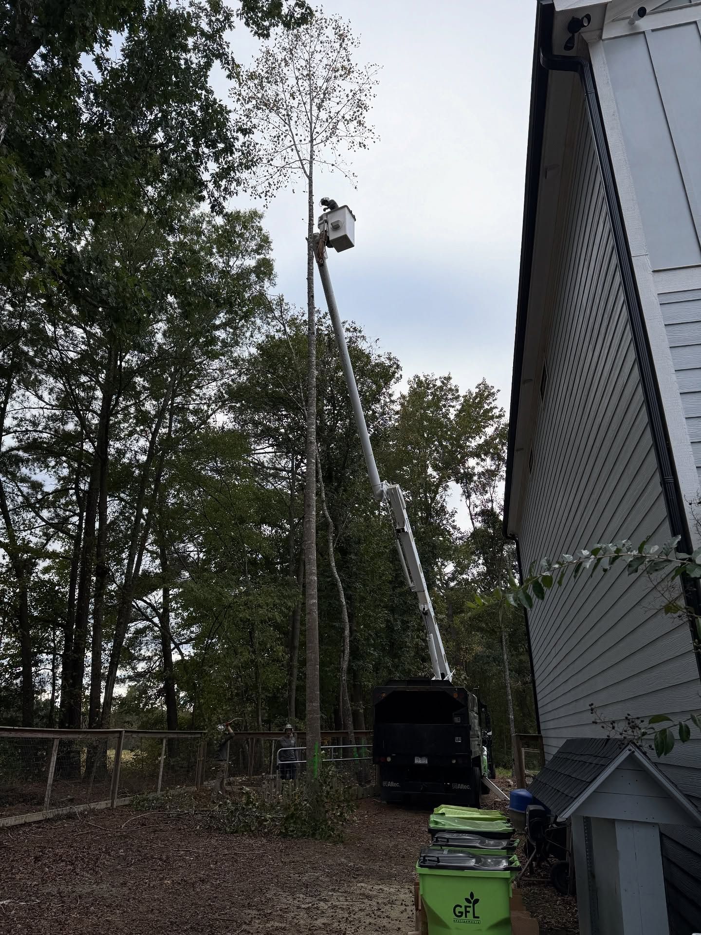 Tree service worker in bucket lift trimming tall trees beside a house
