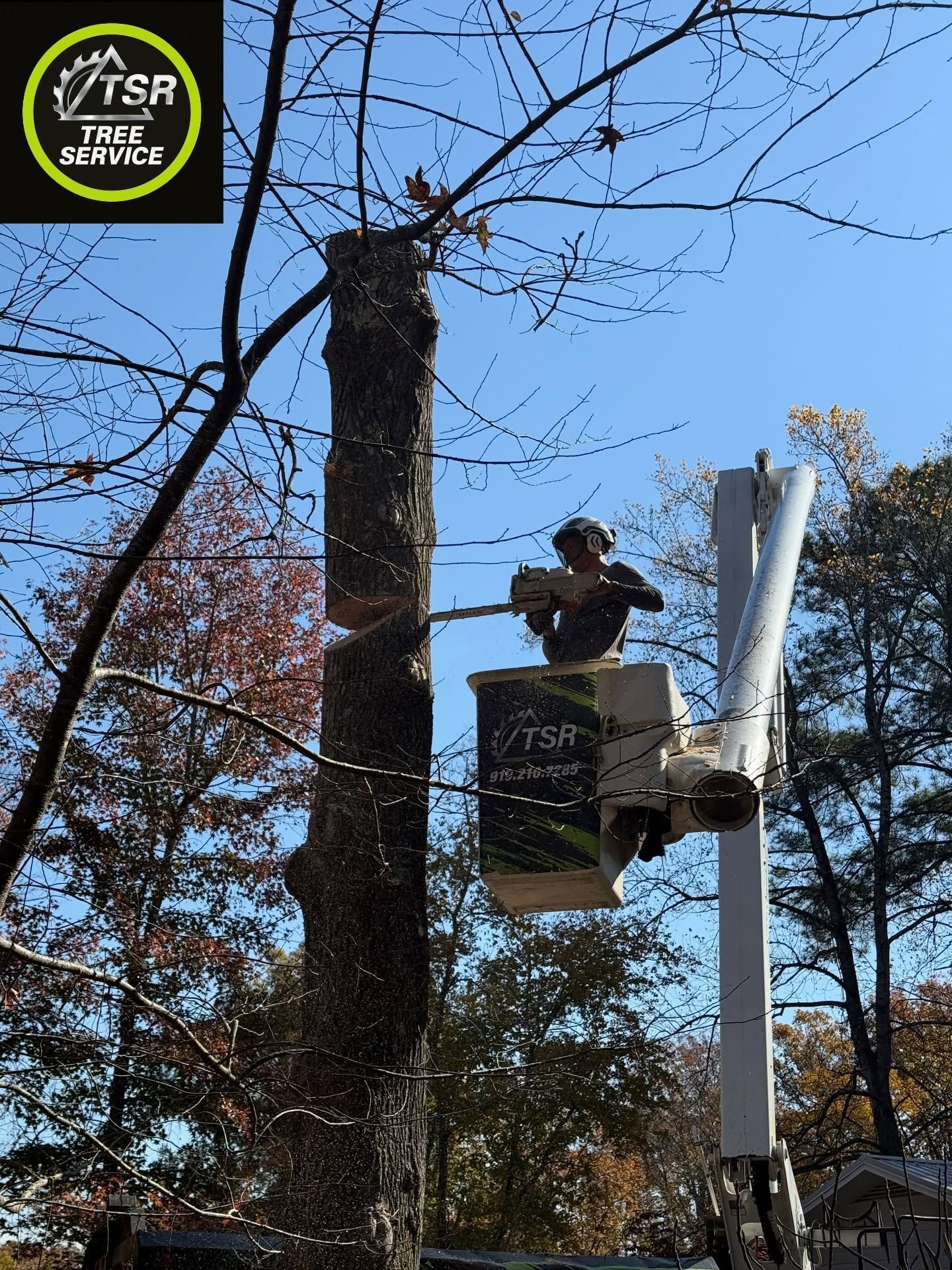 Person in a bucket truck trims a tall tree beside a white utility pole under a blue sky.