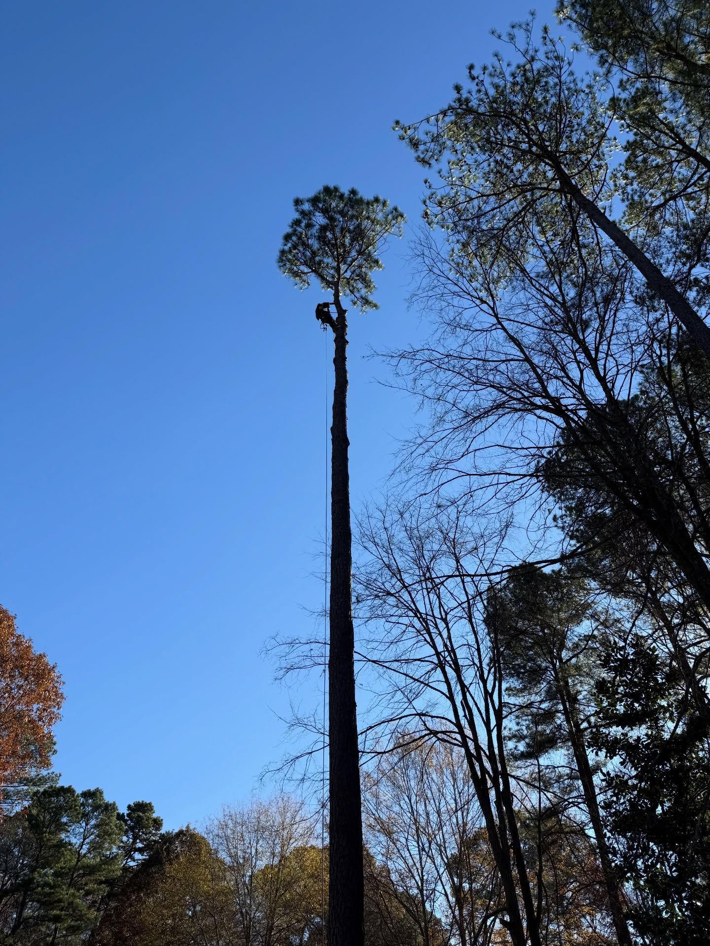 Tall tree with a bare trunk and leafy crown against a bright blue sky, surrounded by other trees
