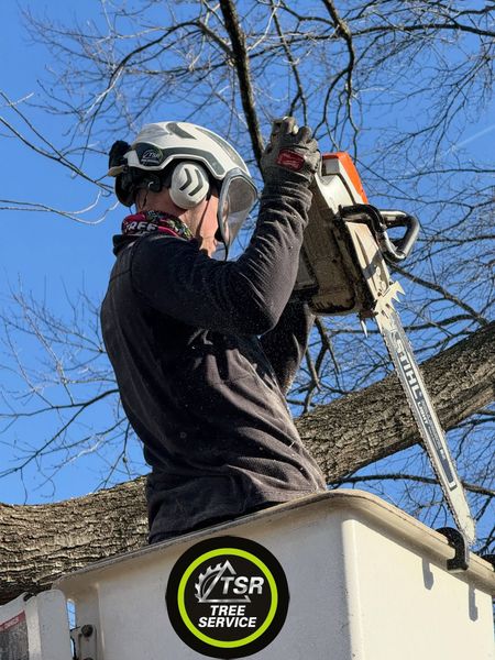 Worker in safety gear trims a tree branch with a chainsaw from a bucket lift.