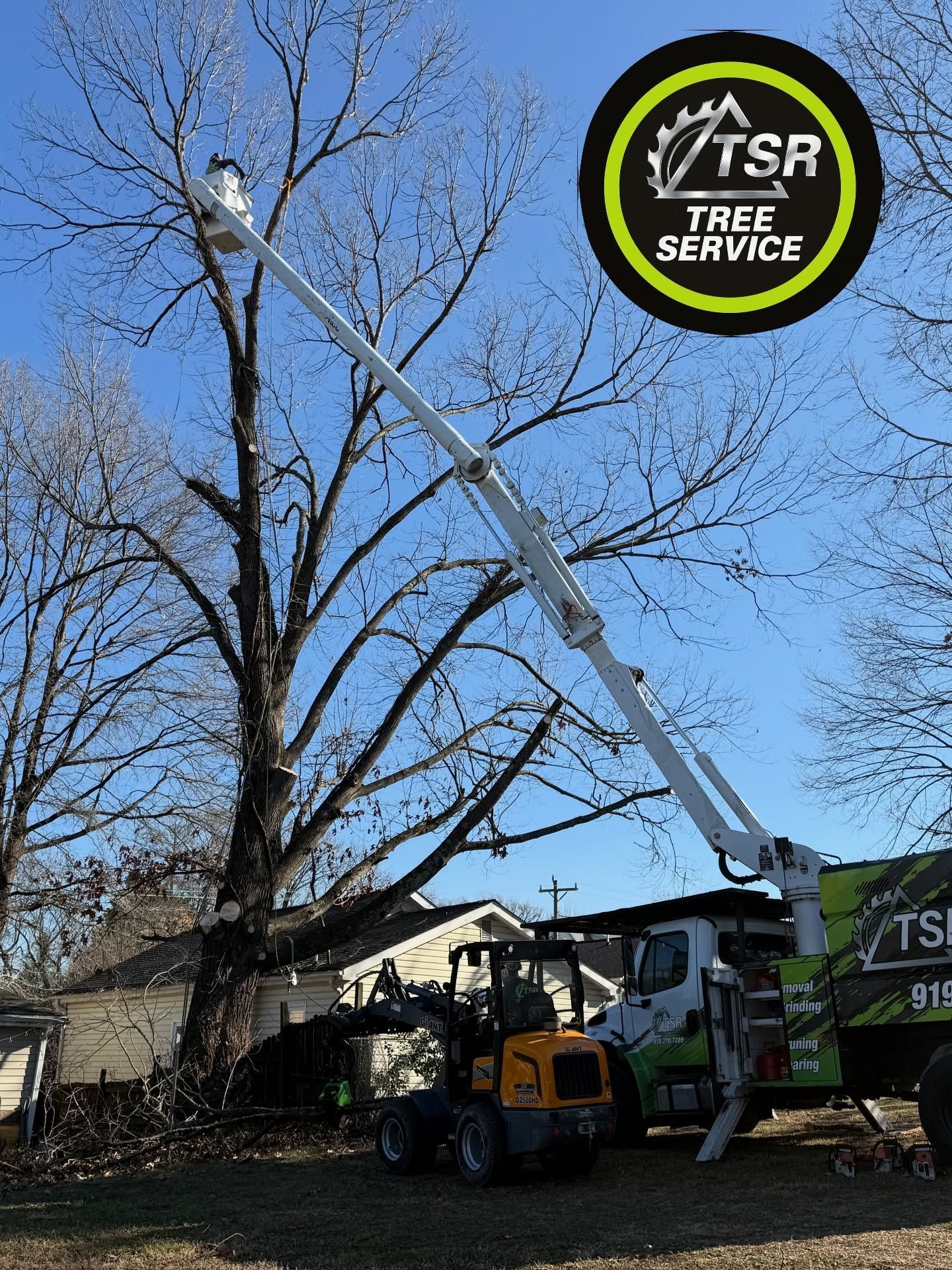 Tree service crew trimming a large tree with a bucket truck and chainsaw on a residential street.