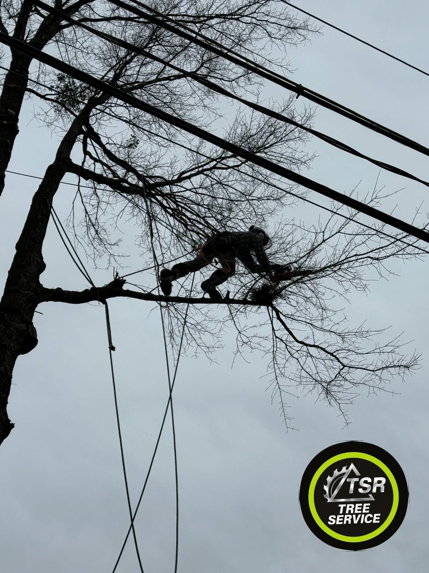 Tree worker in a harness trims branches high in a bare tree beside power lines.