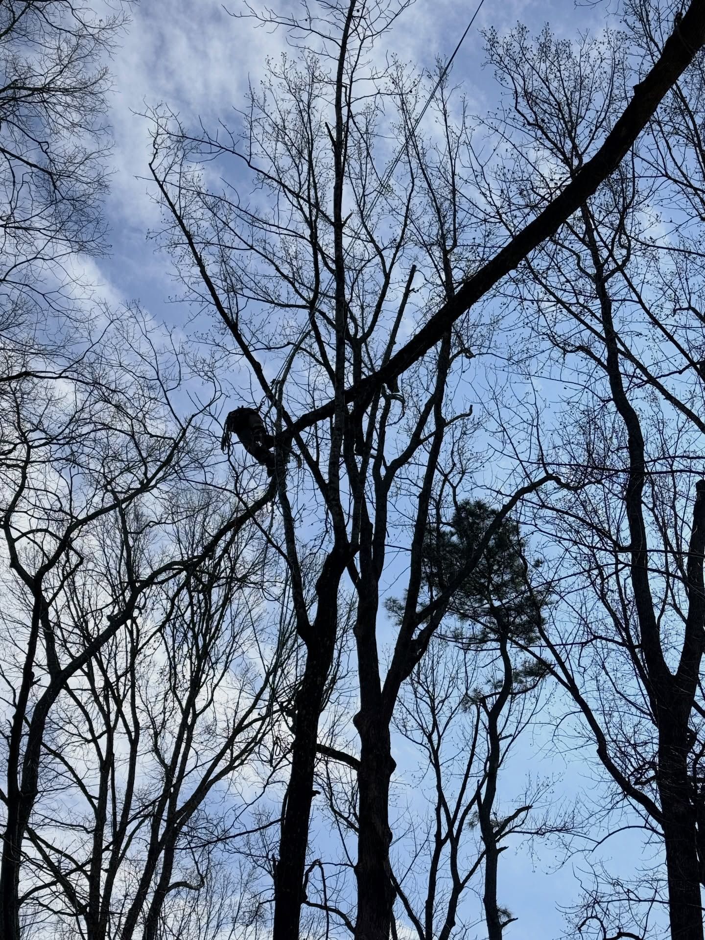 Bare leafless trees silhouetted against a blue sky with scattered clouds