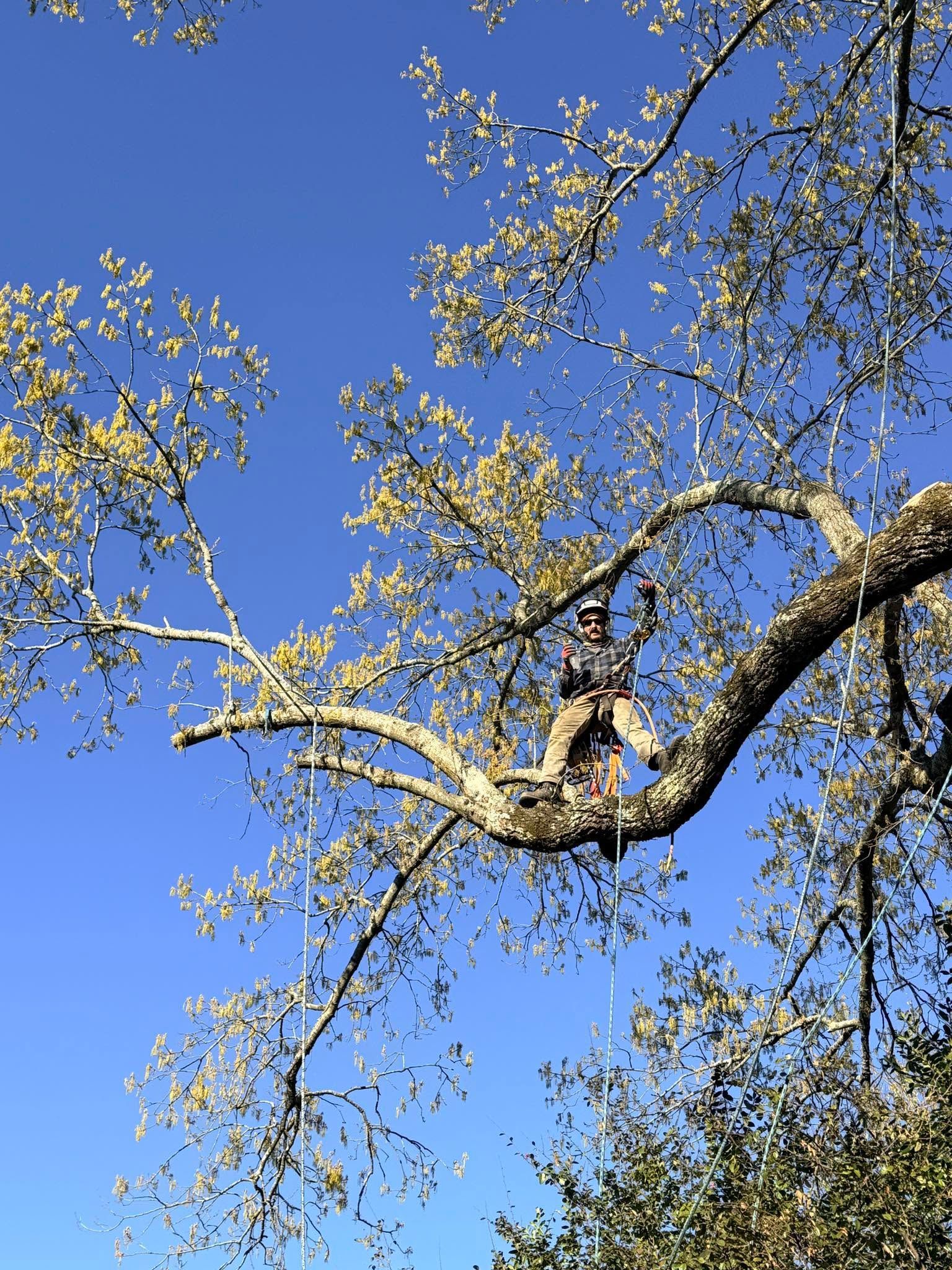 Tree branches with sparse yellow leaves against a bright blue sky