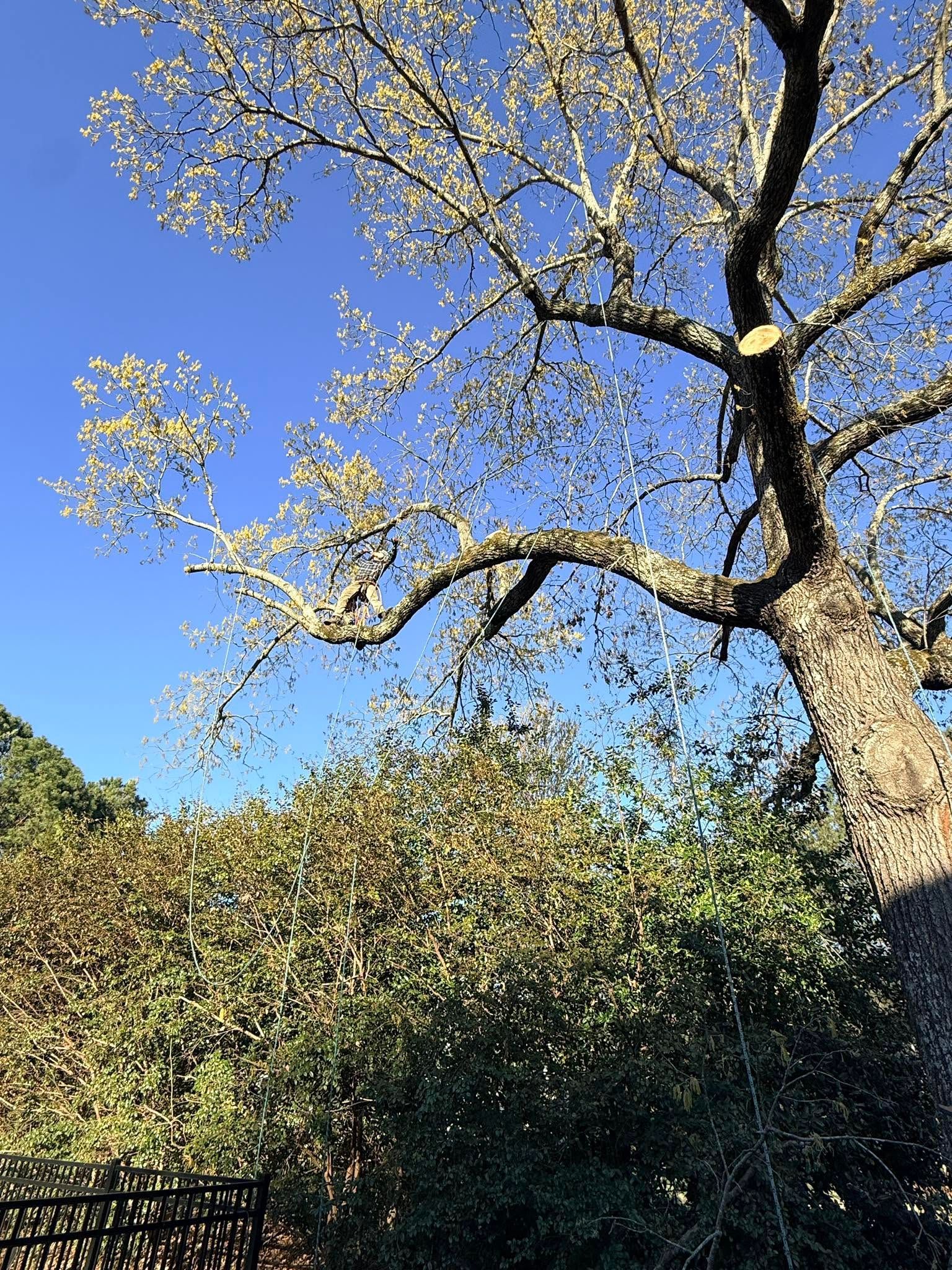Tall tree with pale blossoms against a bright blue sky, above dense green shrubs and a fence
