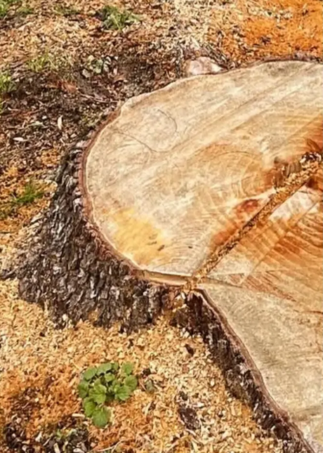 Freshly cut tree stump with saw marks on wood chips and soil outdoors