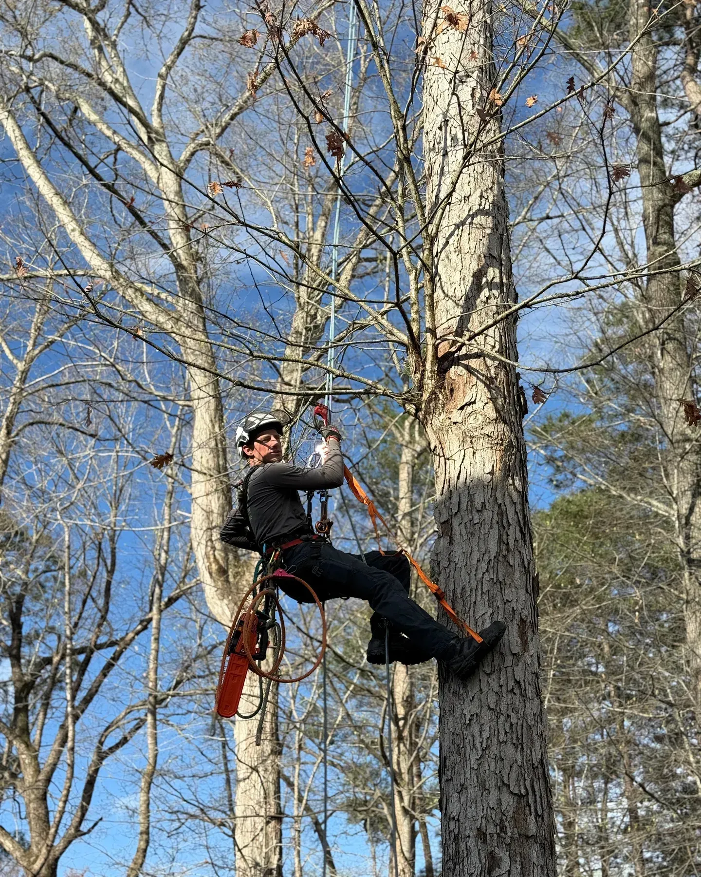 Person climbing a tall tree with safety gear in a leafless forest under a blue sky