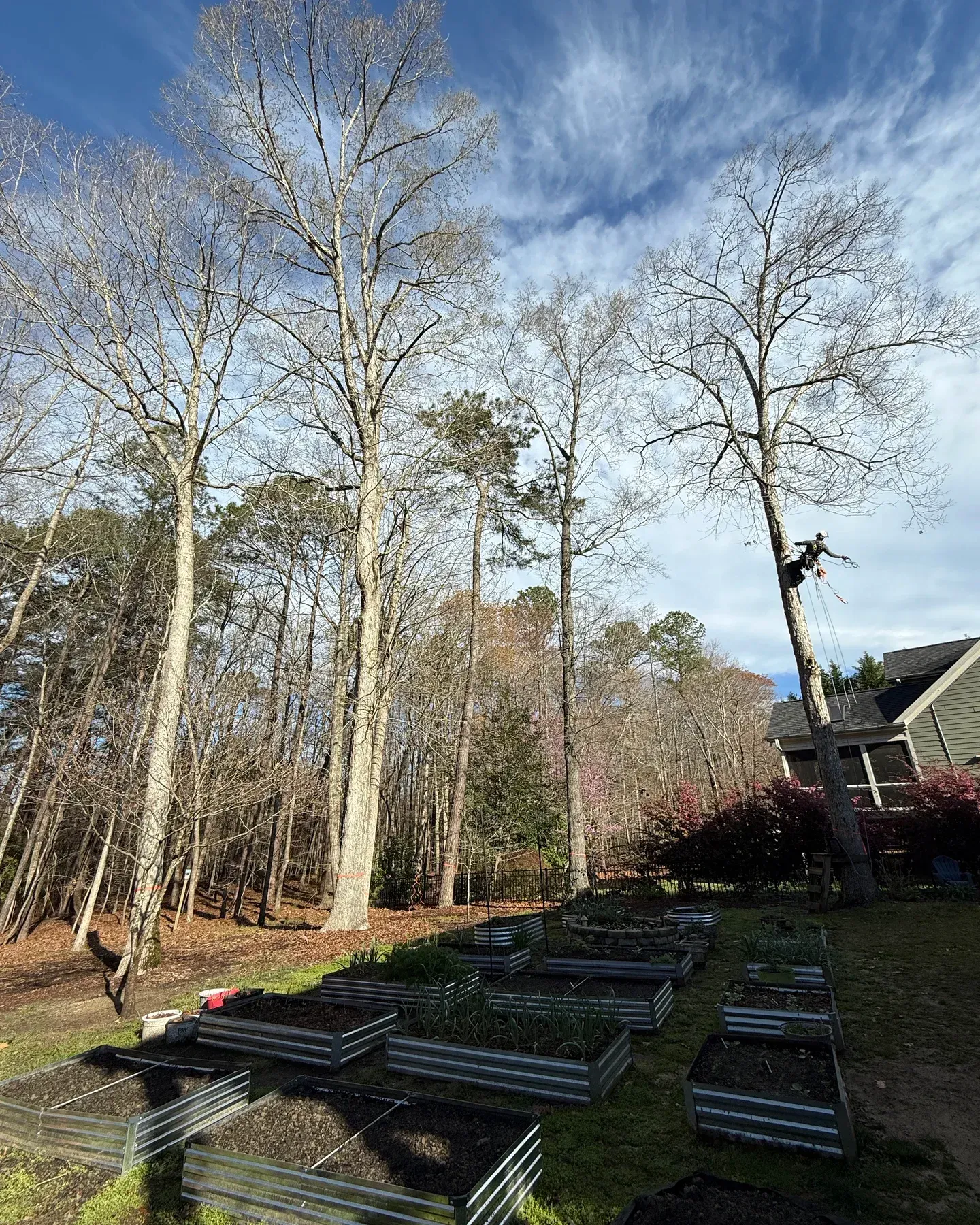 Tall trees in a backyard with stacks of lumber or pallets in the foreground and a house at right.
