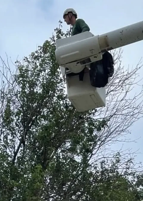Worker in a bucket lift trimming a tall tree against a cloudy sky.