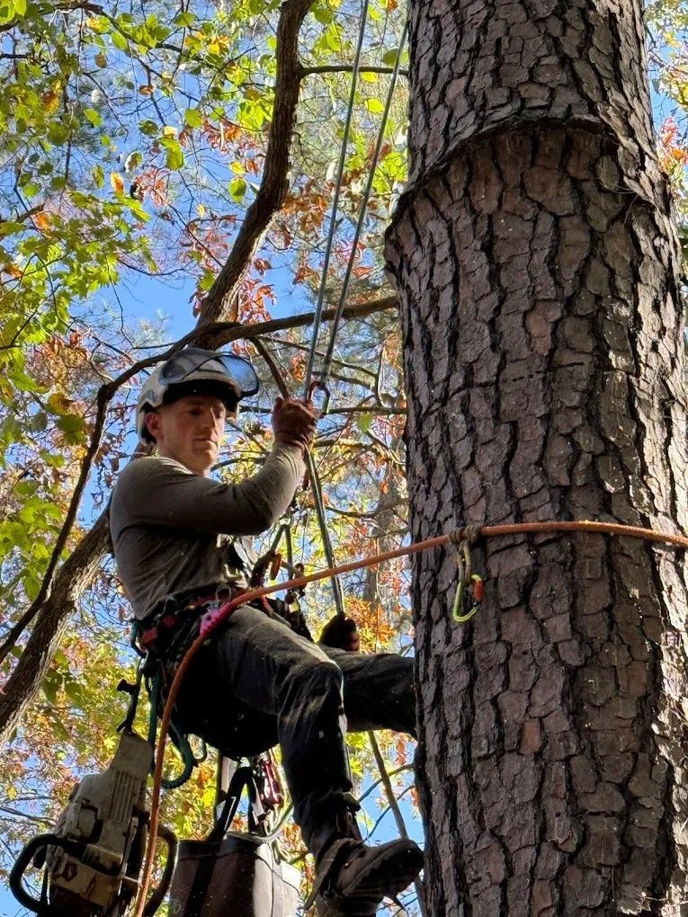Climber in helmet and harness ascending a large tree on a rope among autumn leaves