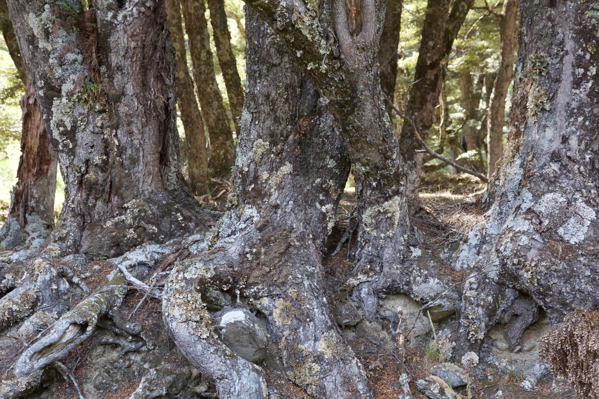 Del 4WD Expeditions Waikaia Bush Road
