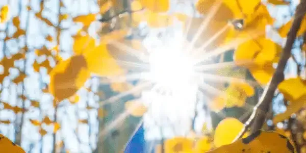 The sun is shining through the leaves of a tree.