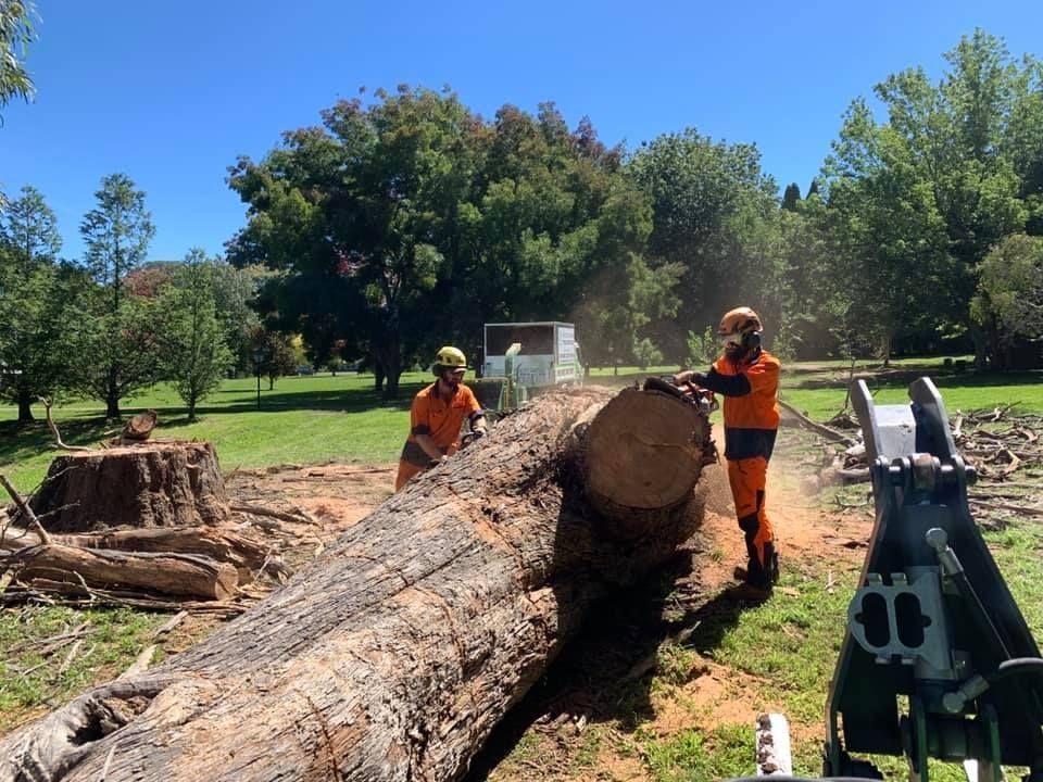 Two workers in orange safety gear cutting a log in a park with a chainsaw on a sunny day.