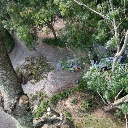 Tree removal in progress: a truck, chipper, and cut branches surrounded by trees and foliage.