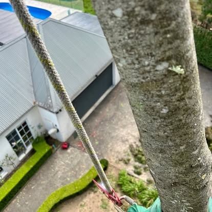 Rope and tree trunk in focus with a house and yard in the background. Tree trimming or climbing in progress.