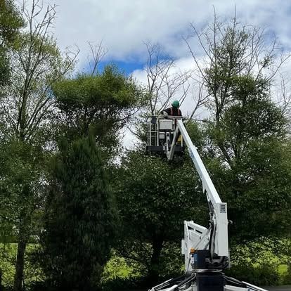 Arborist in lift trimming tree branches under a cloudy sky.