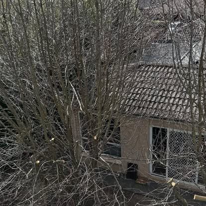 A bare tree next to a house with a gray roof and sliding glass door.