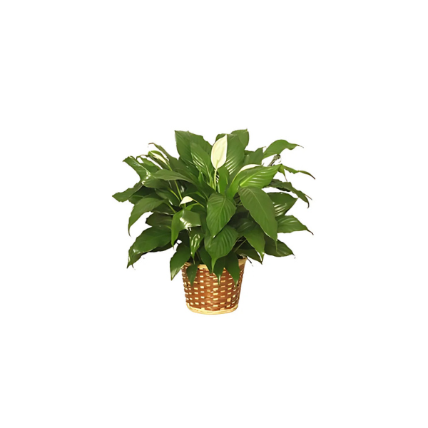A potted plant with a white flower in a basket on a white background.