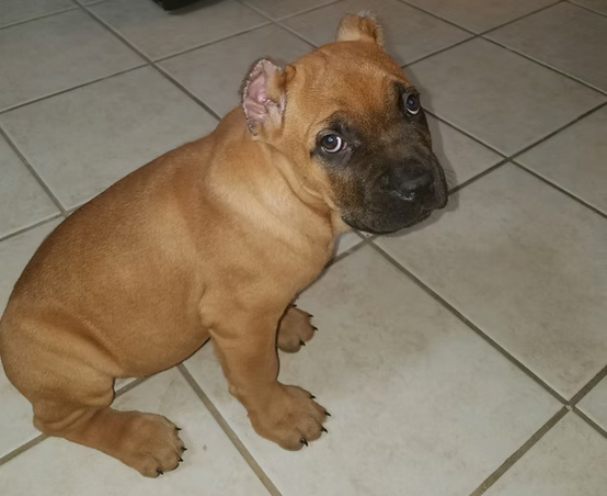 Cane Corso Delivery in Washington, DC