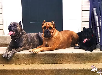 About VFW Cane Corso