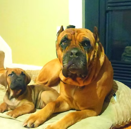 Cane Corso Breeder in Washington, DC
