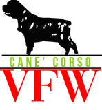 Cane Corso Dog Breeder in Washington, DC | VFW Cane Corso